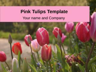 Tulips pink Presentation Magazine.ppt